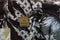 Tasso Elba Men's Short Sleeve Button Front Beige Floral Hawaiian Casual Shirt XL - evorr.com