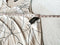 New Alfani Women's Scoop-Neck Sleeveless Beige Printed Asymmetrical Hem Plus 1X - evorr.com